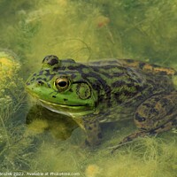 Buy canvas prints of A green Bullfrog on top of a moss covered pond by Robert Brozek