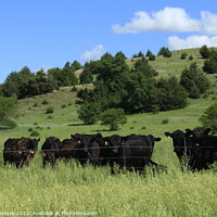 Buy canvas prints of Outdoor grass with cows and trees with sky by Robert Brozek