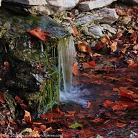 Buy canvas prints of Waterfall with fall leaves, moss and rock closeup by Robert Brozek