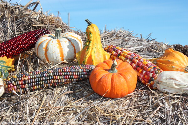 Decorative Pumpkin with corn on a hay stack Picture Board by Robert Brozek