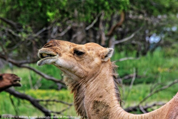 Camel closeup with grass Picture Board by Robert Brozek