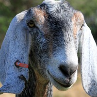 Buy canvas prints of A close up of a goat by Robert Brozek