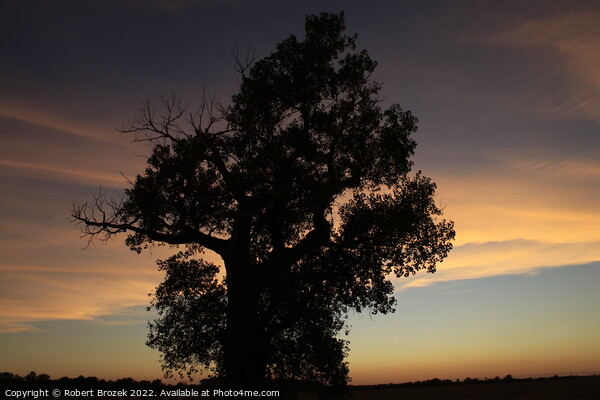 Plant tree in a field with sunset and sky Picture Board by Robert Brozek