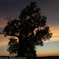 Buy canvas prints of Plant tree in a field with sunset and sky by Robert Brozek