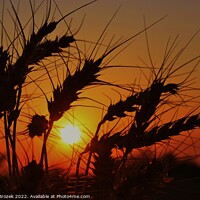 Buy canvas prints of Sky with Sunset and Wheat silhouette by Robert Brozek