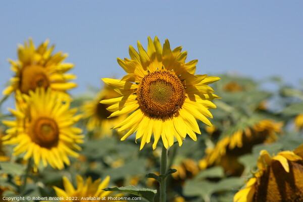 Sunflower in a field with blue sky Picture Board by Robert Brozek