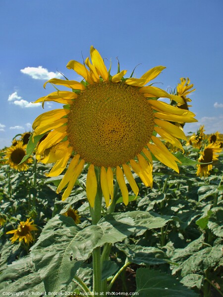 sunflower in a field with sky Picture Board by Robert Brozek
