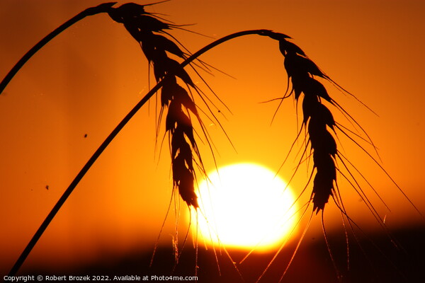 Outdoor sunset with wheat silhouette Picture Board by Robert Brozek