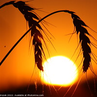 Buy canvas prints of Outdoor sunset with wheat silhouette by Robert Brozek