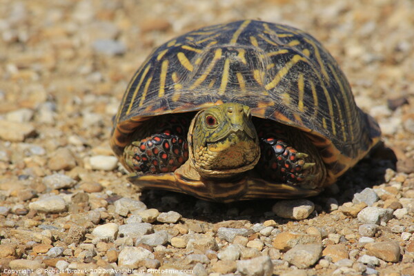 Box Shell Turtle on a sand road Picture Board by Robert Brozek