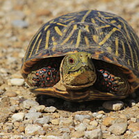 Buy canvas prints of Box Shell Turtle on a sand road by Robert Brozek