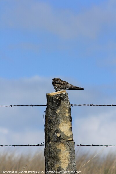 Night Hawk on a stone post with sky Picture Board by Robert Brozek