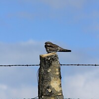 Buy canvas prints of Night Hawk on a stone post with sky by Robert Brozek