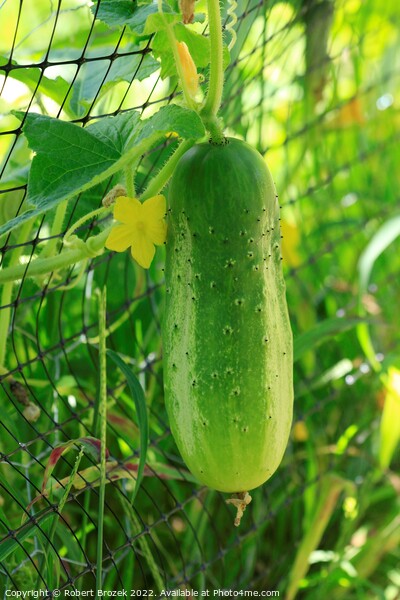 Cucumber on a vine closeup Picture Board by Robert Brozek