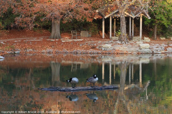 Canadian Geese on a log in the fall on a pond Picture Board by Robert Brozek
