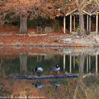 Buy canvas prints of Canadian Geese on a log in the fall on a pond by Robert Brozek