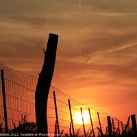 Buy canvas prints of Outdoor sunset with Sun and fence silhouette by Robert Brozek