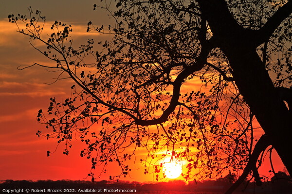 A tree with a sunset in the background with a colorful sky Picture Board by Robert Brozek