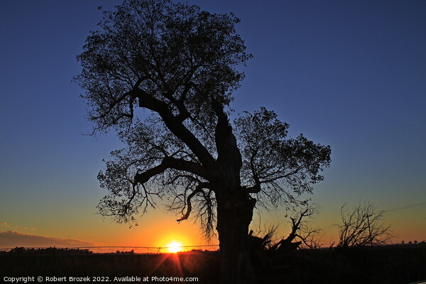 Kansas Sunset with a tree silhouette Picture Board by Robert Brozek