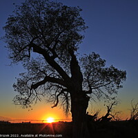 Buy canvas prints of Kansas Sunset with a tree silhouette by Robert Brozek