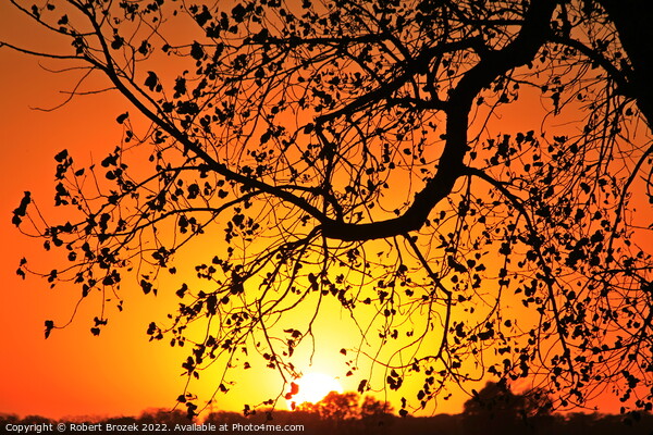Tree limb silhouette at sunset Picture Board by Robert Brozek
