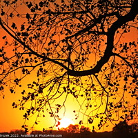 Buy canvas prints of Tree limb silhouette at sunset by Robert Brozek