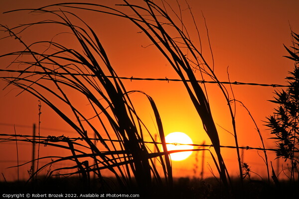 Kansas Sunset with a fence and grass silhouettes  Picture Board by Robert Brozek