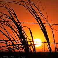 Buy canvas prints of Kansas Sunset with a fence and grass silhouettes  by Robert Brozek