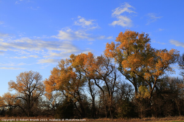Fall leaves on trees with blue sky and clouds Picture Board by Robert Brozek