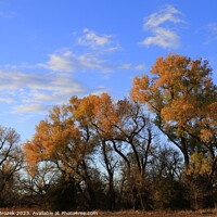 Buy canvas prints of Fall leaves on trees with blue sky and clouds by Robert Brozek