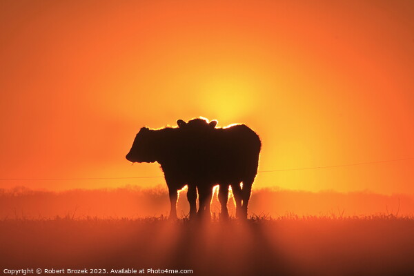Cow silhouettes at Sunset. Picture Board by Robert Brozek