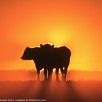 Buy canvas prints of Cow silhouettes at Sunset. by Robert Brozek