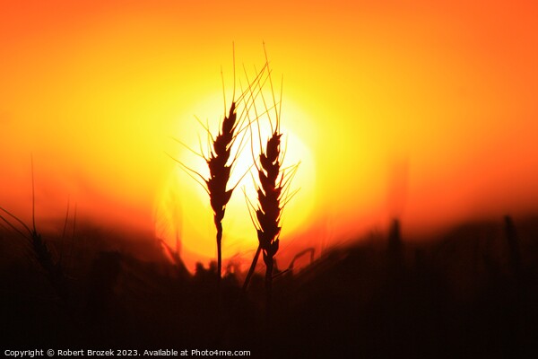 Wheat silhouette at Sunset Picture Board by Robert Brozek