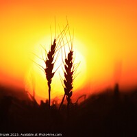 Buy canvas prints of Wheat silhouette at Sunset by Robert Brozek
