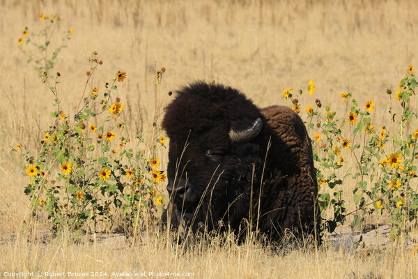 Bull Buffalo with grass and Sunflowers outdoors Picture Board by Robert Brozek