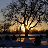 Buy canvas prints of A tree silhouette with the Sun and Snow by Robert Brozek