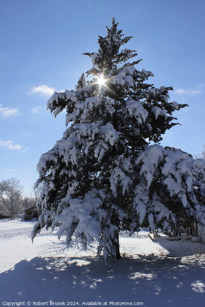 Evergreen Tree with Snow in the Winter Picture Board by Robert Brozek