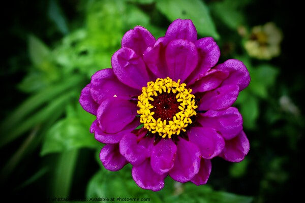 Purple Flower  Picture Board by Abbigail Whittaker