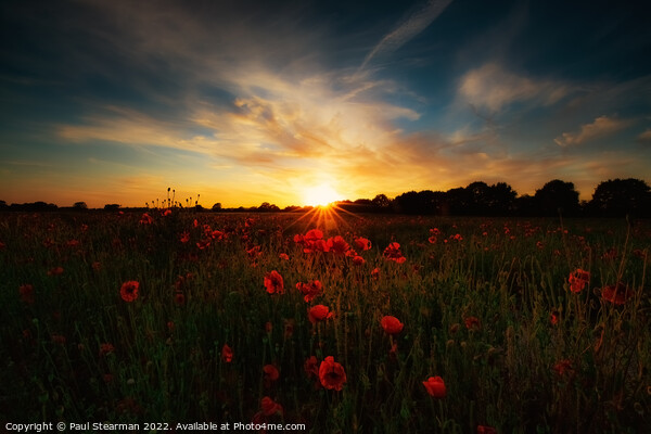 Poppies at sunset Picture Board by Paul Stearman
