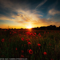 Buy canvas prints of Poppies at sunset by Paul Stearman