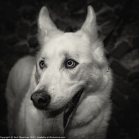 Buy canvas prints of A white coated dog with beautiful eyes taken in Fakenham Norfolk UK by Paul Stearman