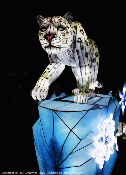 Abstract brightly lit  Snow Leopard taken at Night Picture Board by Paul Stearman