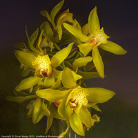 Buy canvas prints of Cymbidium Orchids in a Vase by Stuart Bazga