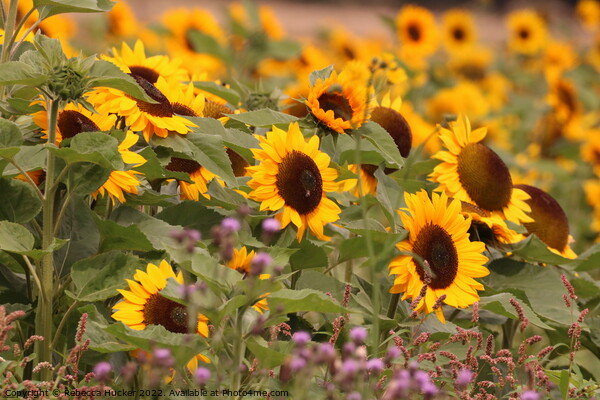 Beautiful Sunflowers Picture Board by Rebecca Hucker