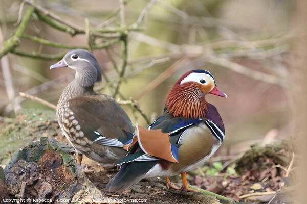 A Pair of Mandarin Ducks Picture Board by Rebecca Hucker