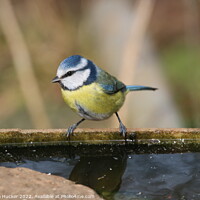 Buy canvas prints of Blue tit by water by Rebecca Hucker