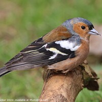 Buy canvas prints of Male Chaffinch on a branch by Rebecca Hucker