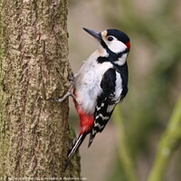 Buy canvas prints of Great Spotted Woodpecker by Rebecca Hucker