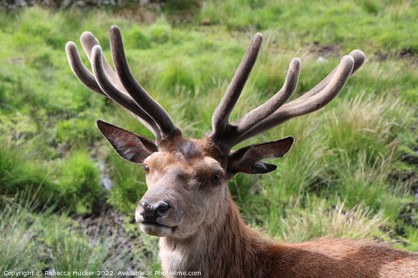 A close up red deer stag  Picture Board by Rebecca Hucker