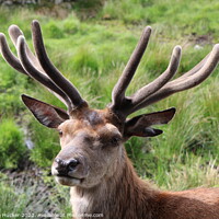 Buy canvas prints of A close up red deer stag  by Rebecca Hucker